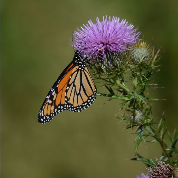 Meet your Posher, Rev. Nina - Picture 3 of 3